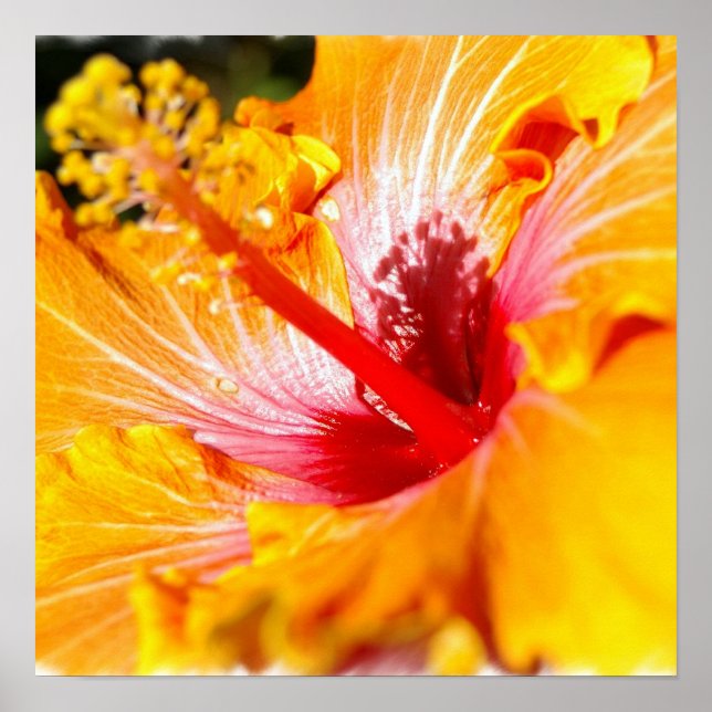 Orange Hibiscus Poster (Framsidan)