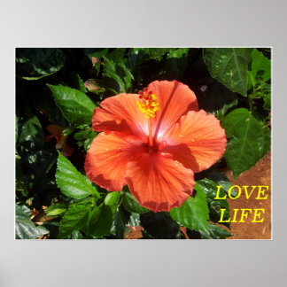 Orange Hibiscus Poster