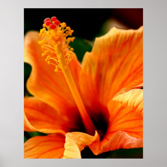 Orange Hibiscus Poster (Framsidan)