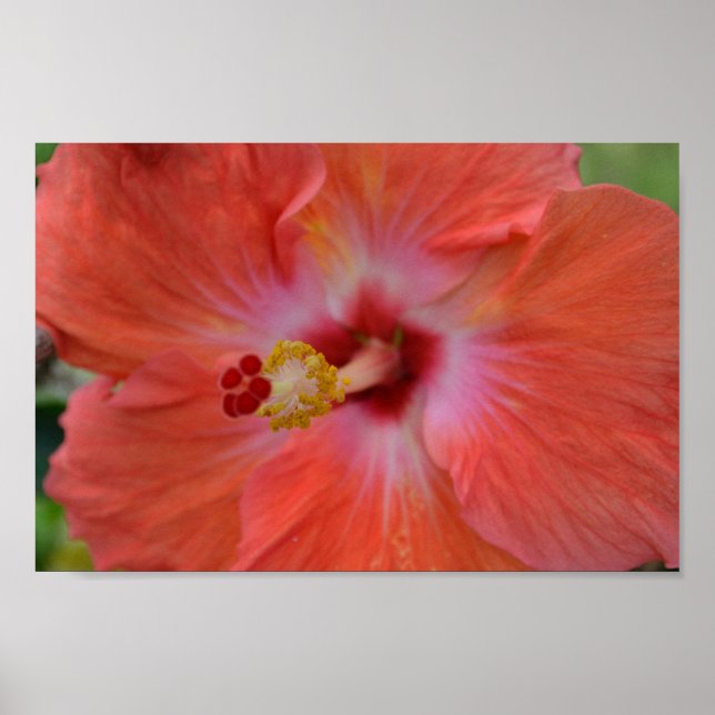 Orange Hibiscus poster (Framsidan)