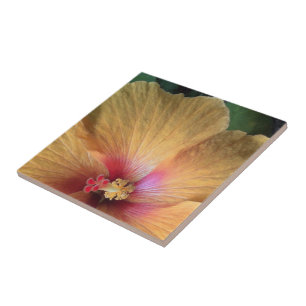 Orange Hibiscus Ruffle Kakelplatta