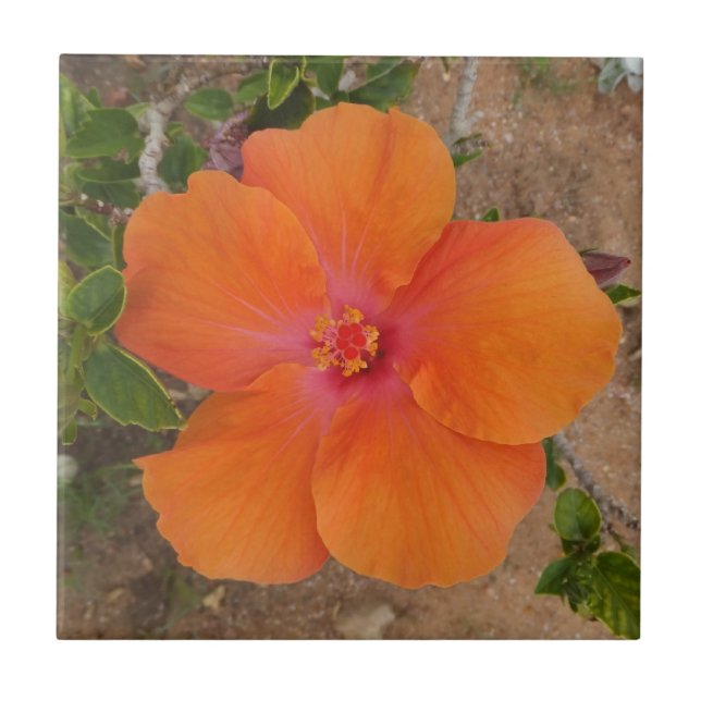 Orange Hibiscus-ruta Kakelplatta (Framsidan)