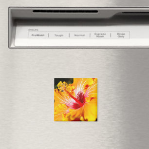 Orange Hibiscus sidvy Magnet