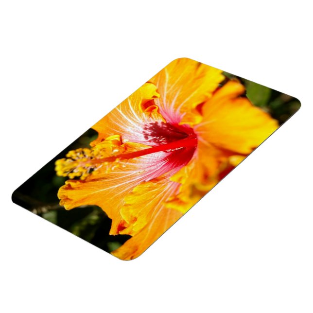 Orange Hibiscus sidvy Magnet (Vänstra Sidan)