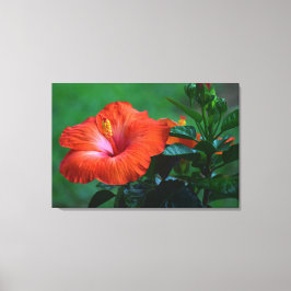 Orange Hibiscus Stretched-Kanvastryck Canvastryck