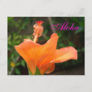 Orange Hibiscus vykort