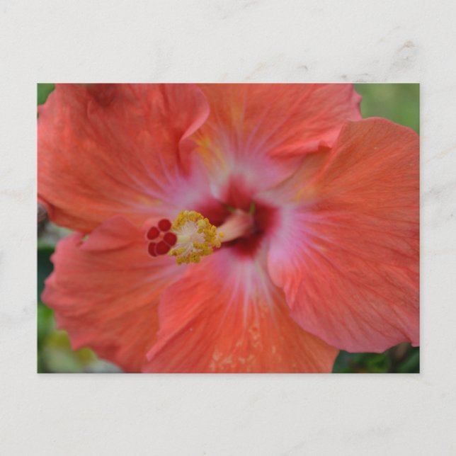 Orange Hibiscus vykort (Framsida)