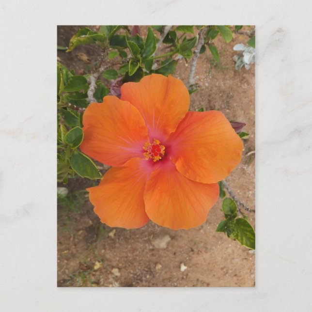 Orange Hibiscus vykort, anpassa Vykort (Framsida)