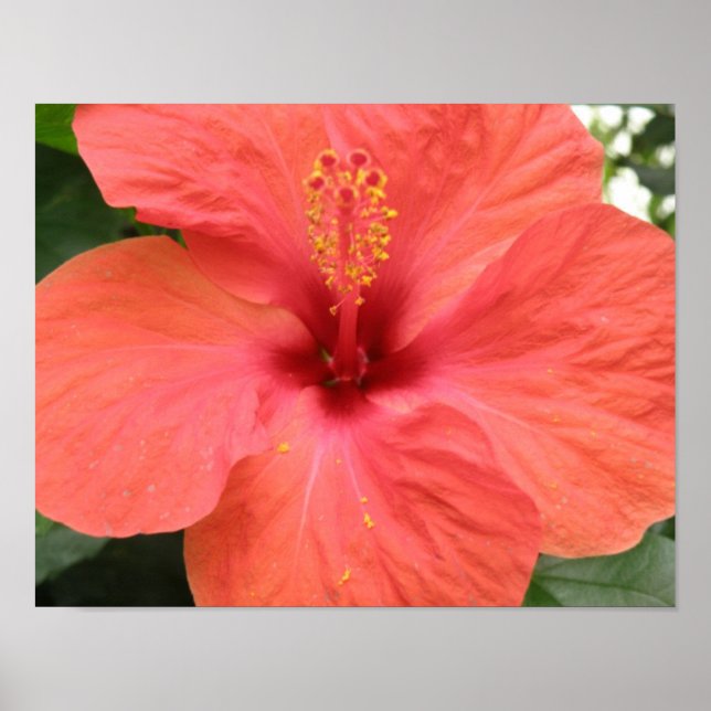 Orange Hibiskus Blomma Makrotryck Poster (Framsidan)