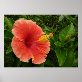 Orange Hibiskus Blomma Tropisk Blomma Poster