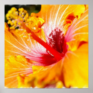 Orange hibiskusaffisch poster