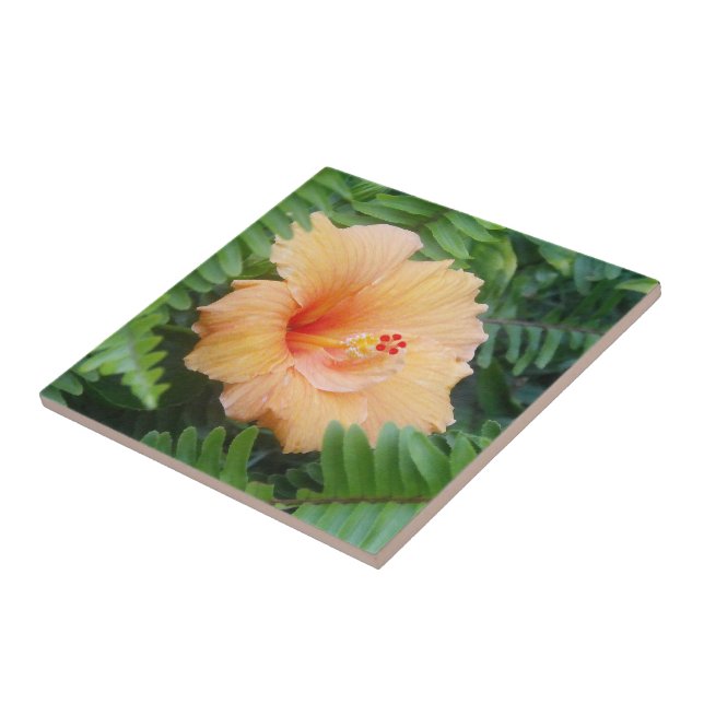 Orange Hibiskusblomma med Ormbunkar Kakelplatta (Sidan)