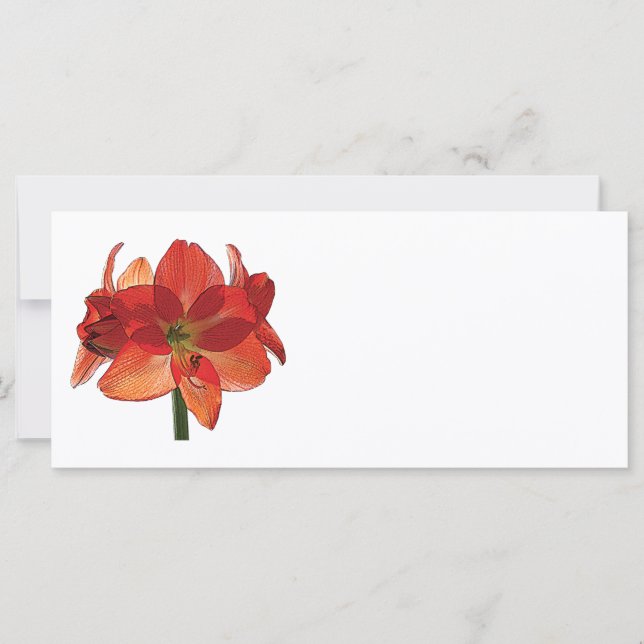 Orange Hippeastrum Amaryllis (Framsida)