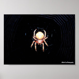 Orange Hjulspinnare Spindel Poster