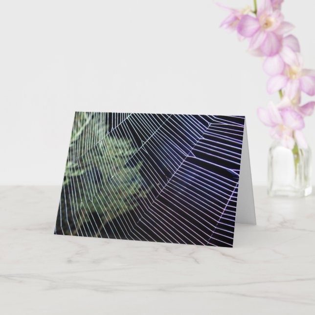 Orange Hjulspinnare Spindelväv Kort (Orkide)