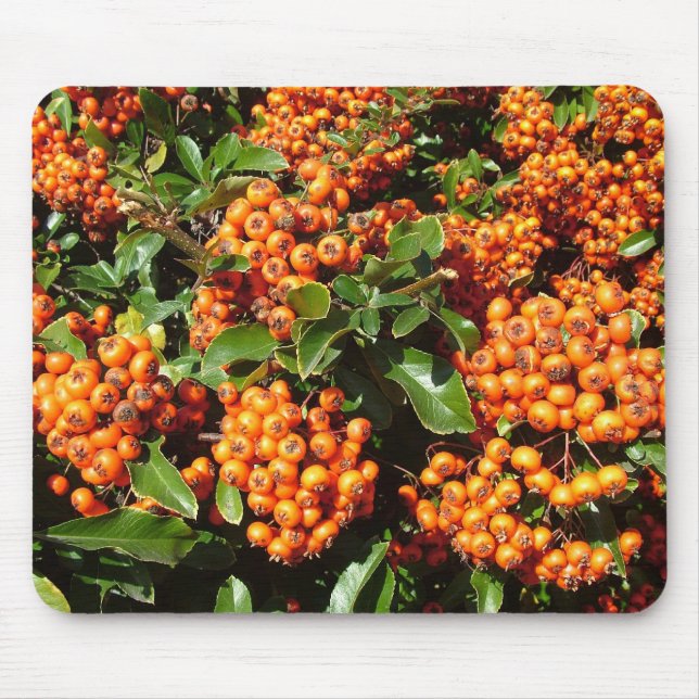 Orange Holly Berries Musmatta (Framsidan)