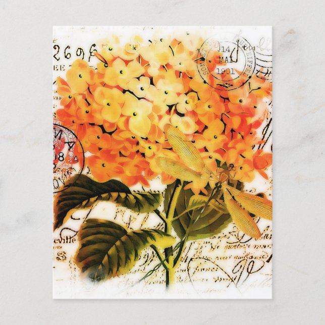 Orange hortensia (Framsida)