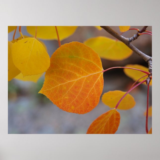 Orange Hösten Löv Poster (Framsidan)