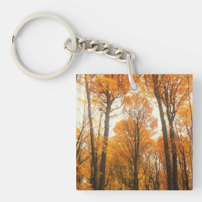 Orange - höstskog (Framsidan)