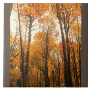 Orange - höstskog kakelplatta