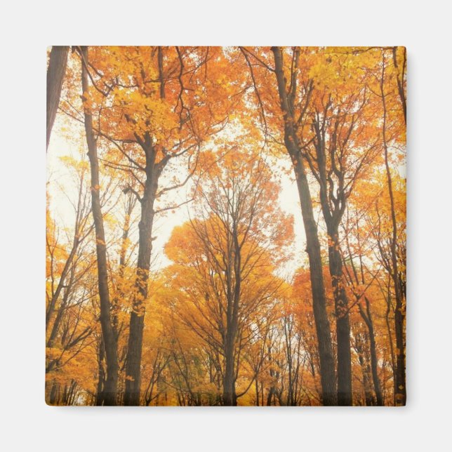 Orange - höstskog magnet (Framsidan)