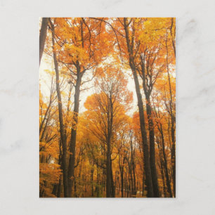 Orange - höstskog vykort