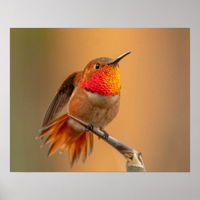 Orange Hummingbird & Ruffed Feathers Poster (Framsidan)