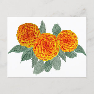 Orange Hydrangeablommor Vykort