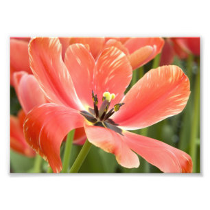 orange i blomning fototryck