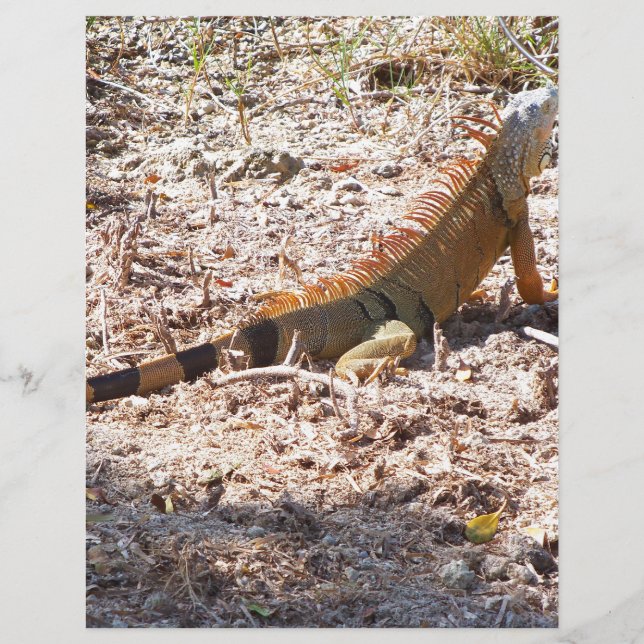 Orange Iguana jagar (Framsida)