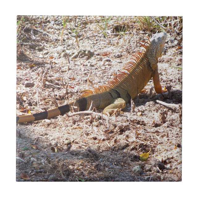 Orange Iguana jagar Kakelplatta (Framsidan)