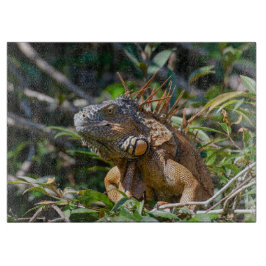 Orange Iguana, Wildlife Lizard Fotography