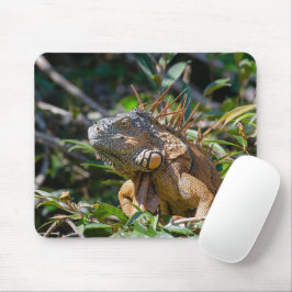 Orange Iguana, Wildlife Lizard Fotography Musmatta