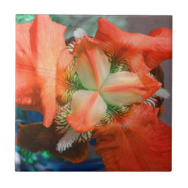 Orange Iris Flower Tile Kakelplatta