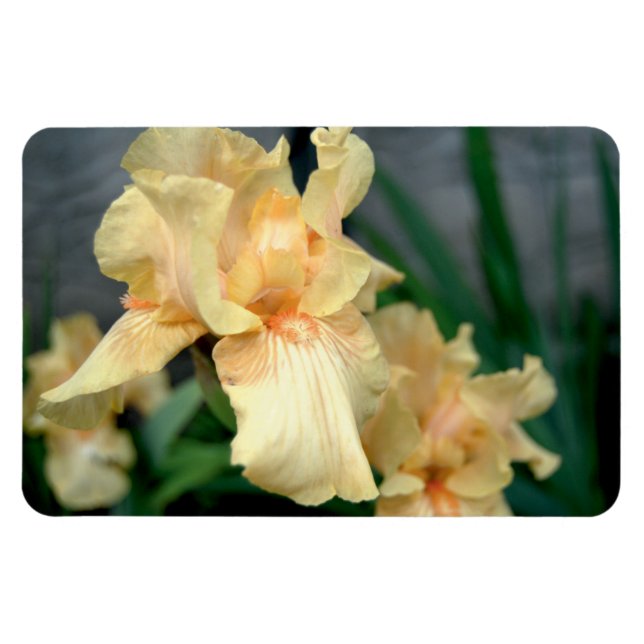 Orange Irises in a Summer Garden Magnet (Horisontell)