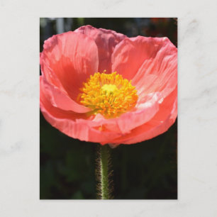 Orange Island Poppy II Vykort