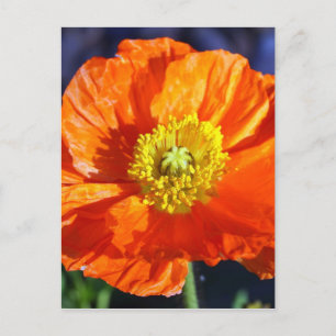 Orange isländsk vallmofoto vykort