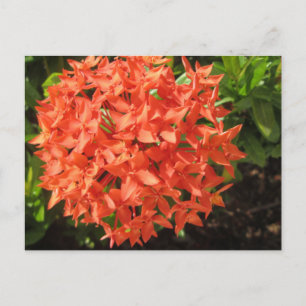 Orange Ixora Flower Vykort