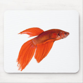 Orange Japansk Fighting Siamese Betta Fish Musmatta