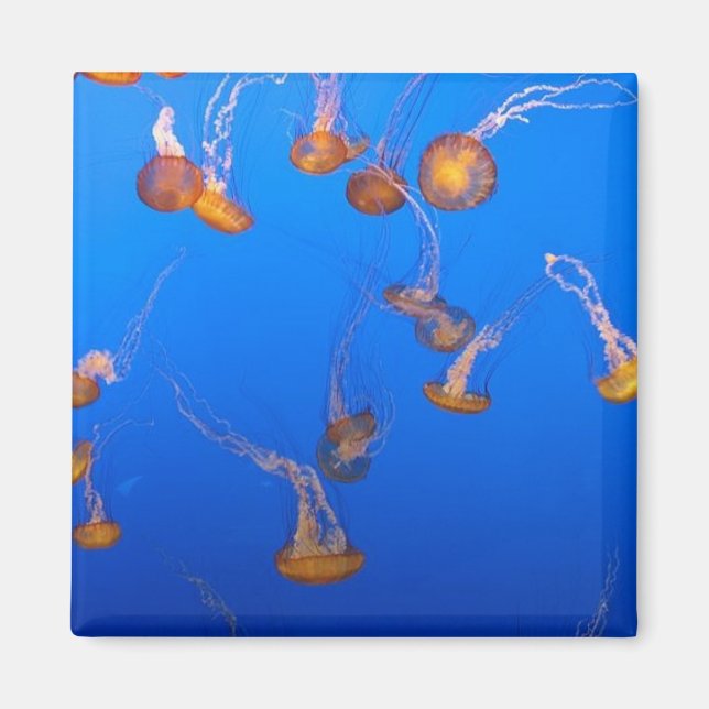 Orange Jellyfish Magnet (Framsidan)