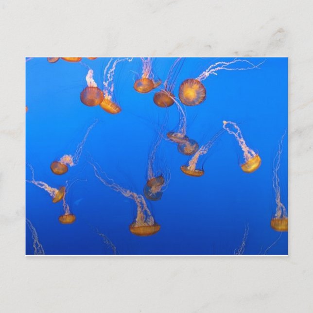 Orange Jellyfish Postcard Vykort (Framsida)