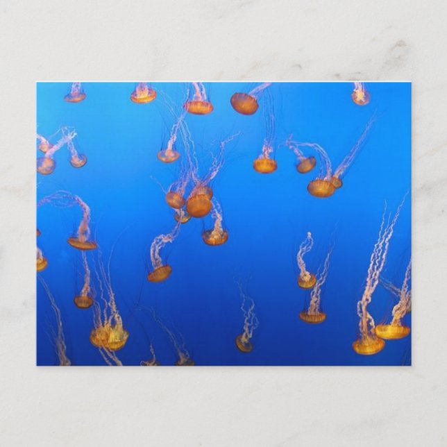 Orange Jellyfish Postcard Vykort (Framsida)