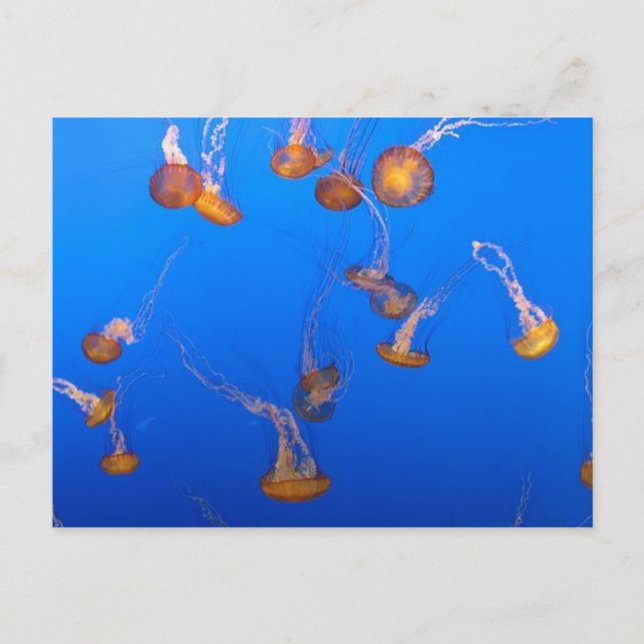 Orange Jellyfish Postcard Vykort (Framsida)