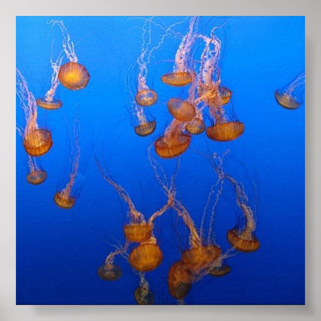 Orange Jellyfish Poster (Framsidan)
