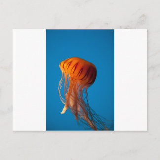 Orange Jellyfish Vykort