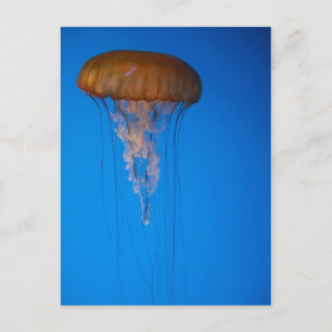 Orange Jellyfish Vykort