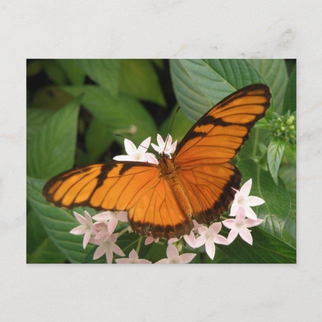 Orange Julia Butterfly-vykort Vykort (Framsida)