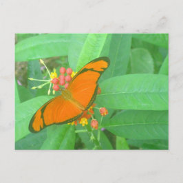 Orange Julia Tropical Butterfly Vykort