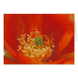 Orange kaktusblomma hälsningskort