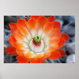 Orange kaktusblomma poster